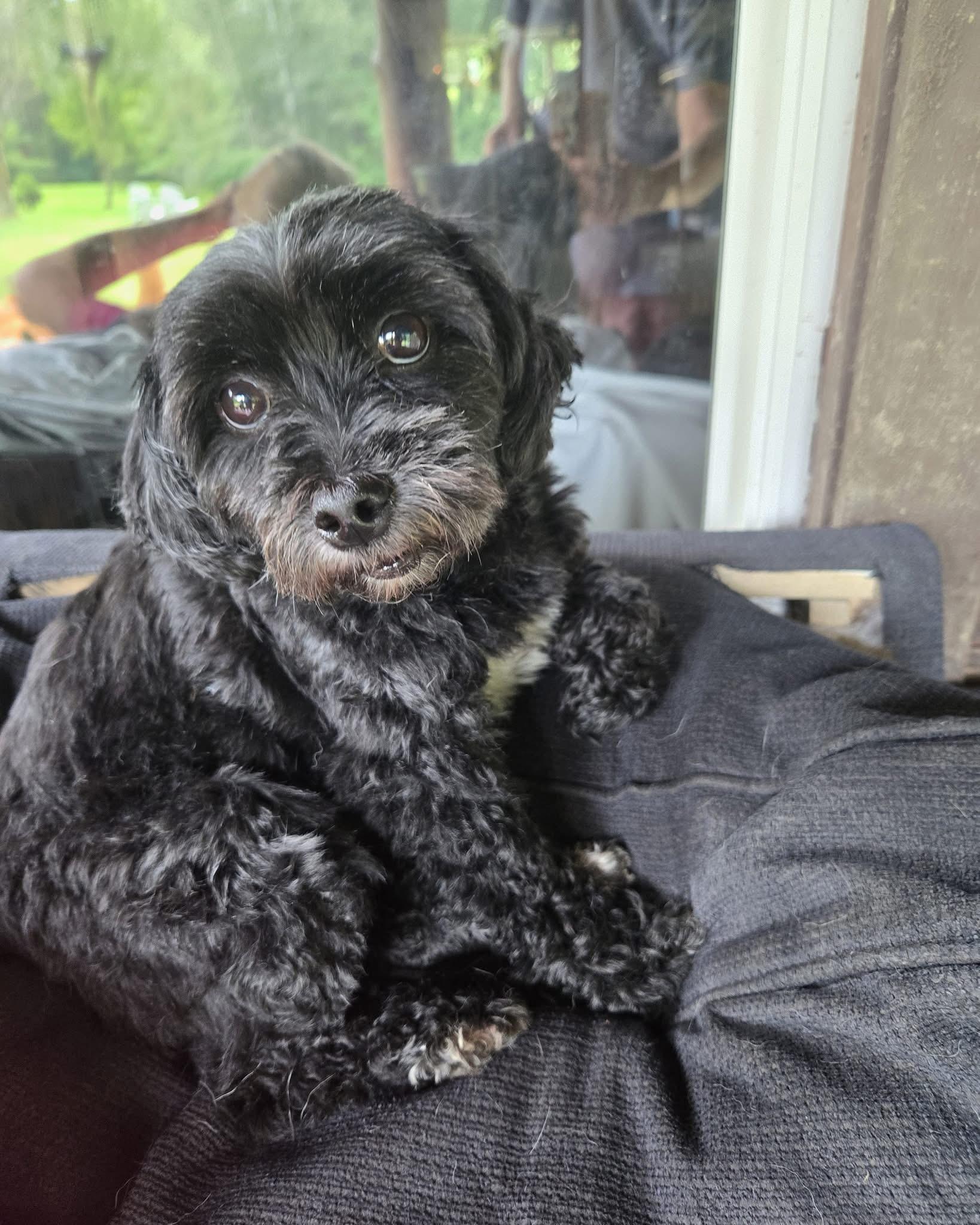 Stella, Adoptable, Adult Female Miniature Poodle & Cocker Spaniel.