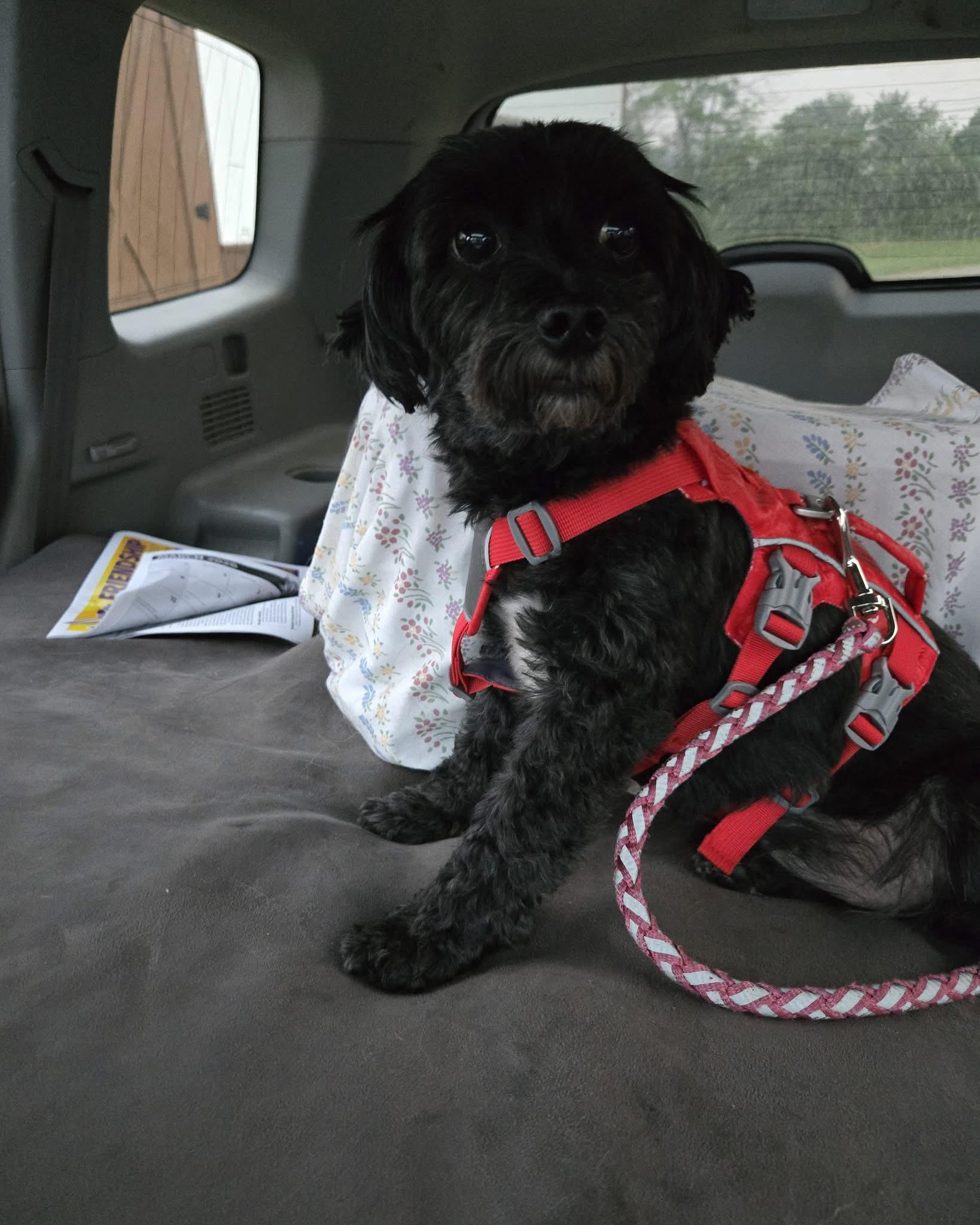 Enlarge Stella, a Adoptable mixed breed image 2/4