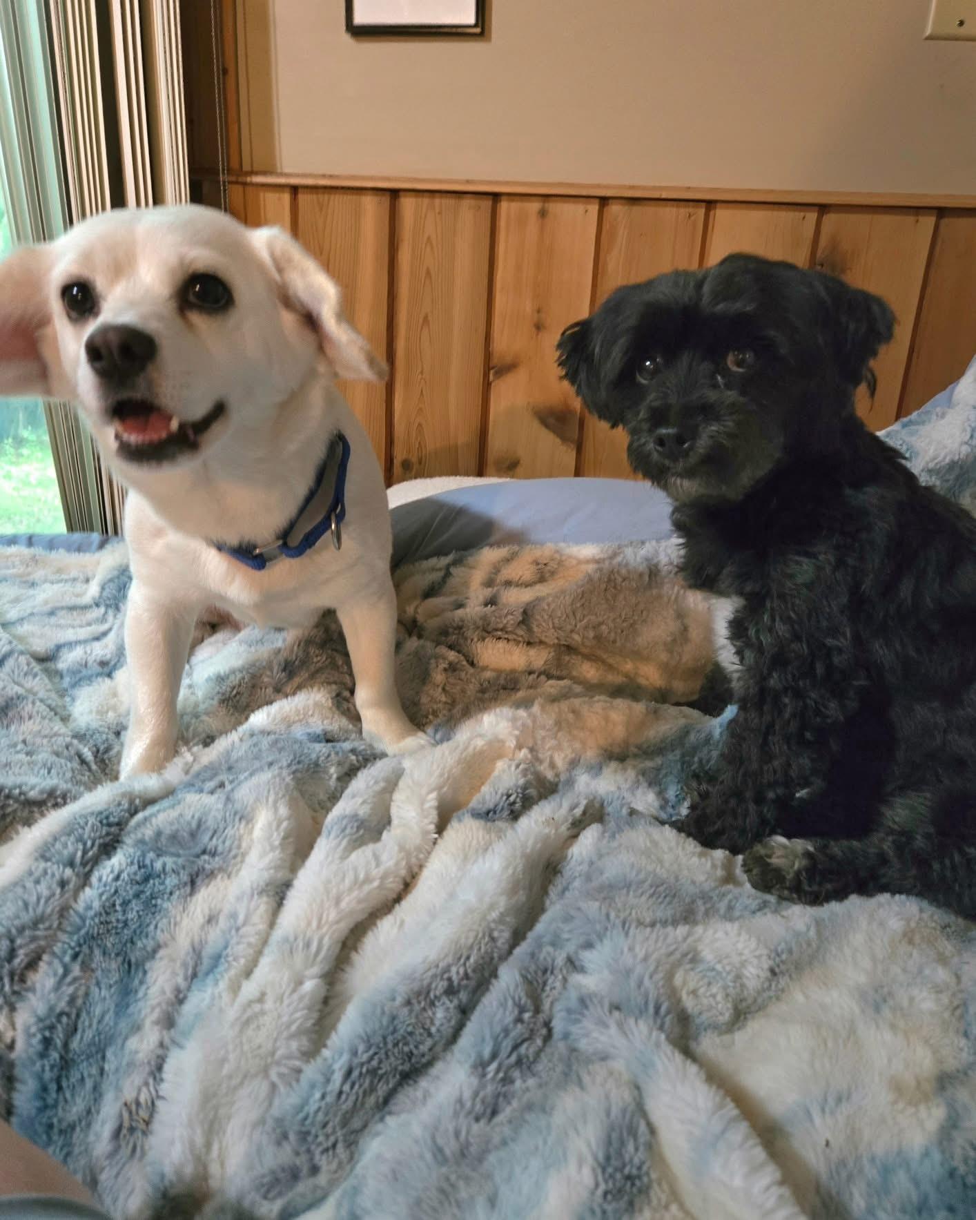 Enlarge Stella, a Adoptable mixed breed image 4/4