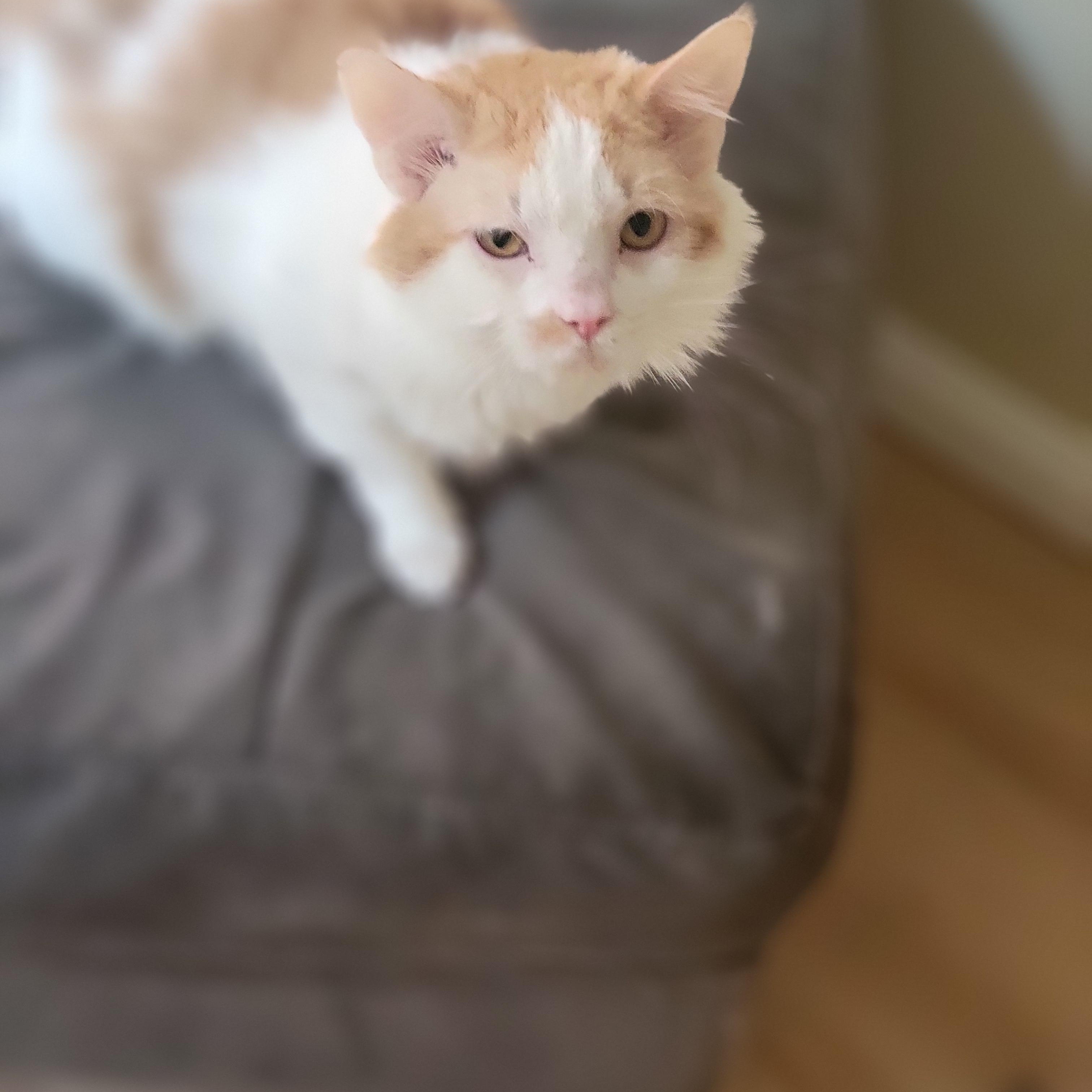 Peanut, ADOPTABLE, Young Male Domestic Short Hair.