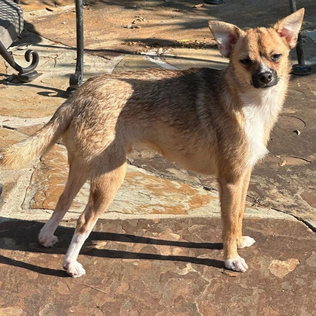 Paprika, a Adoptable Chihuahua in Baton Rouge, LA image 1/6
