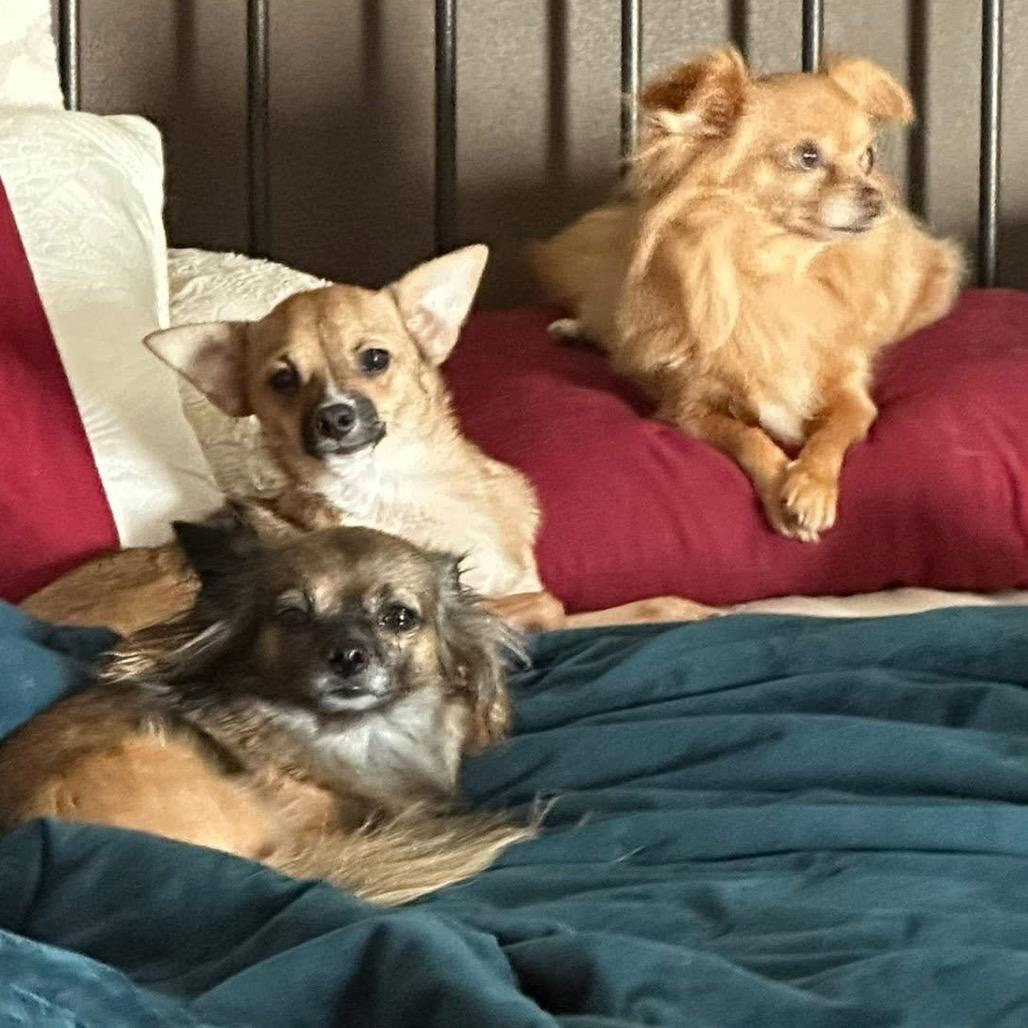 Paprika, a Adoptable Chihuahua in Baton Rouge, LA image 2/6