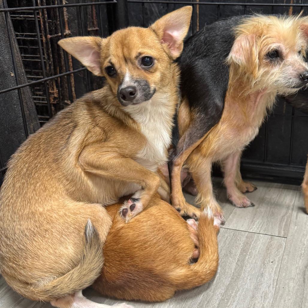 Paprika, a Adoptable Chihuahua in Baton Rouge, LA image 4/6