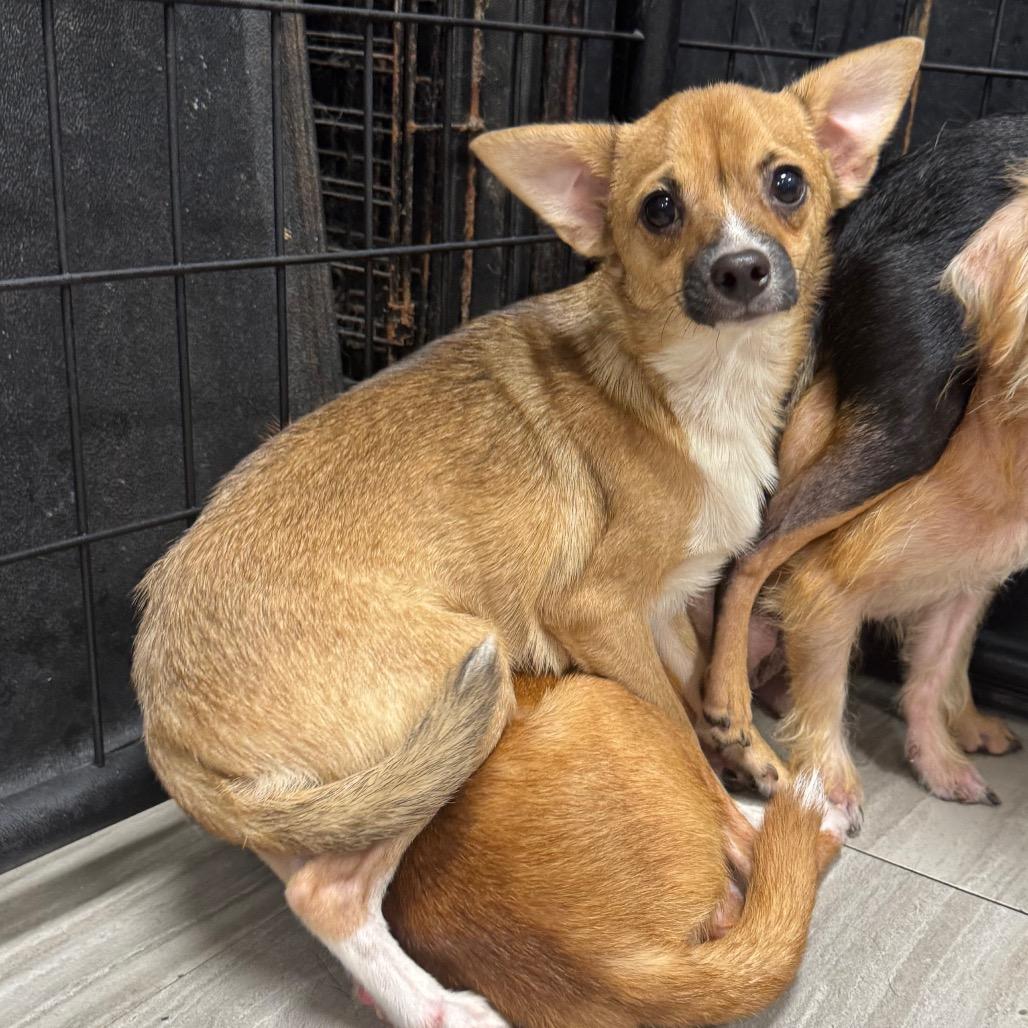 Paprika, a Adoptable Chihuahua in Baton Rouge, LA image 5/6