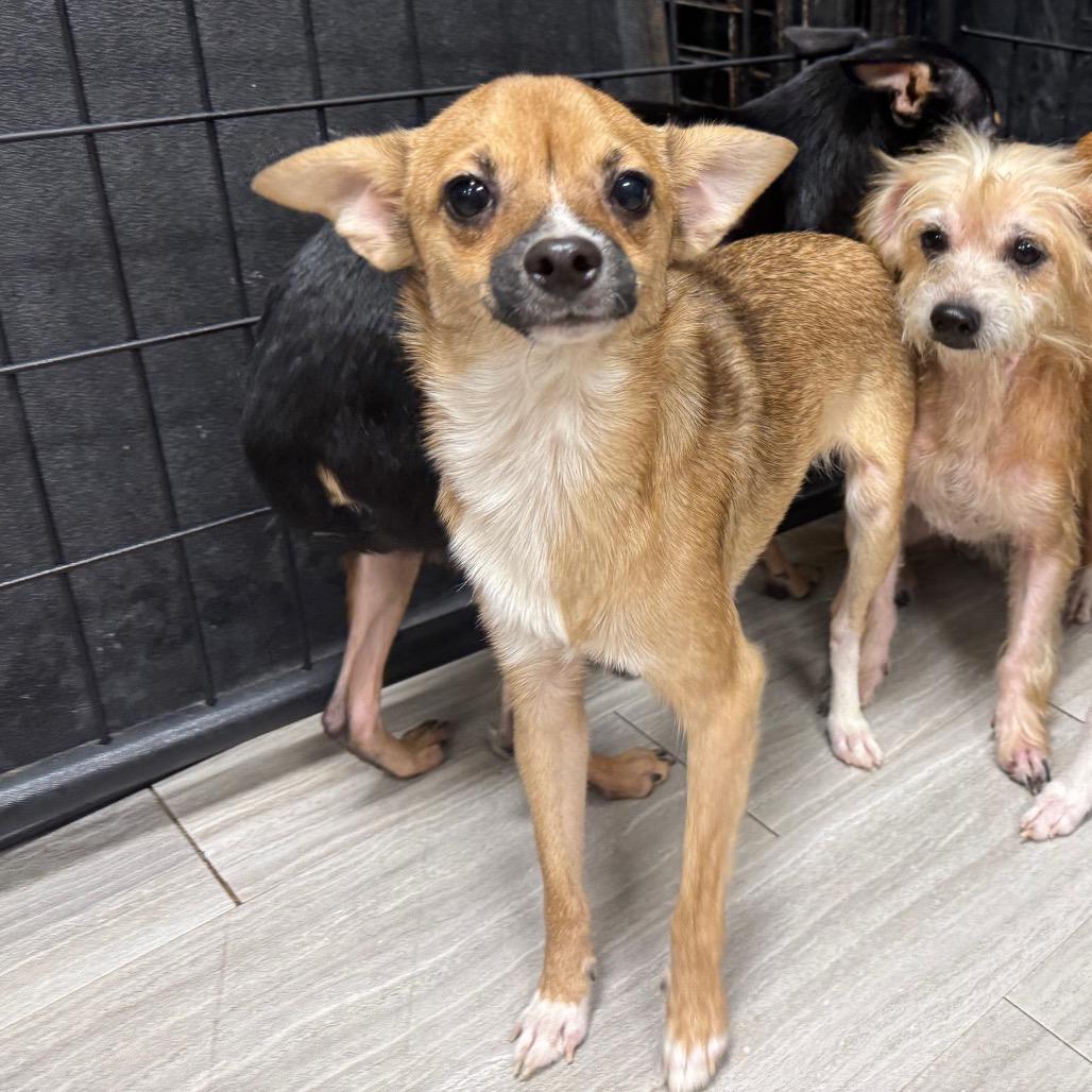 Paprika, a Adoptable Chihuahua in Baton Rouge, LA image 6/6