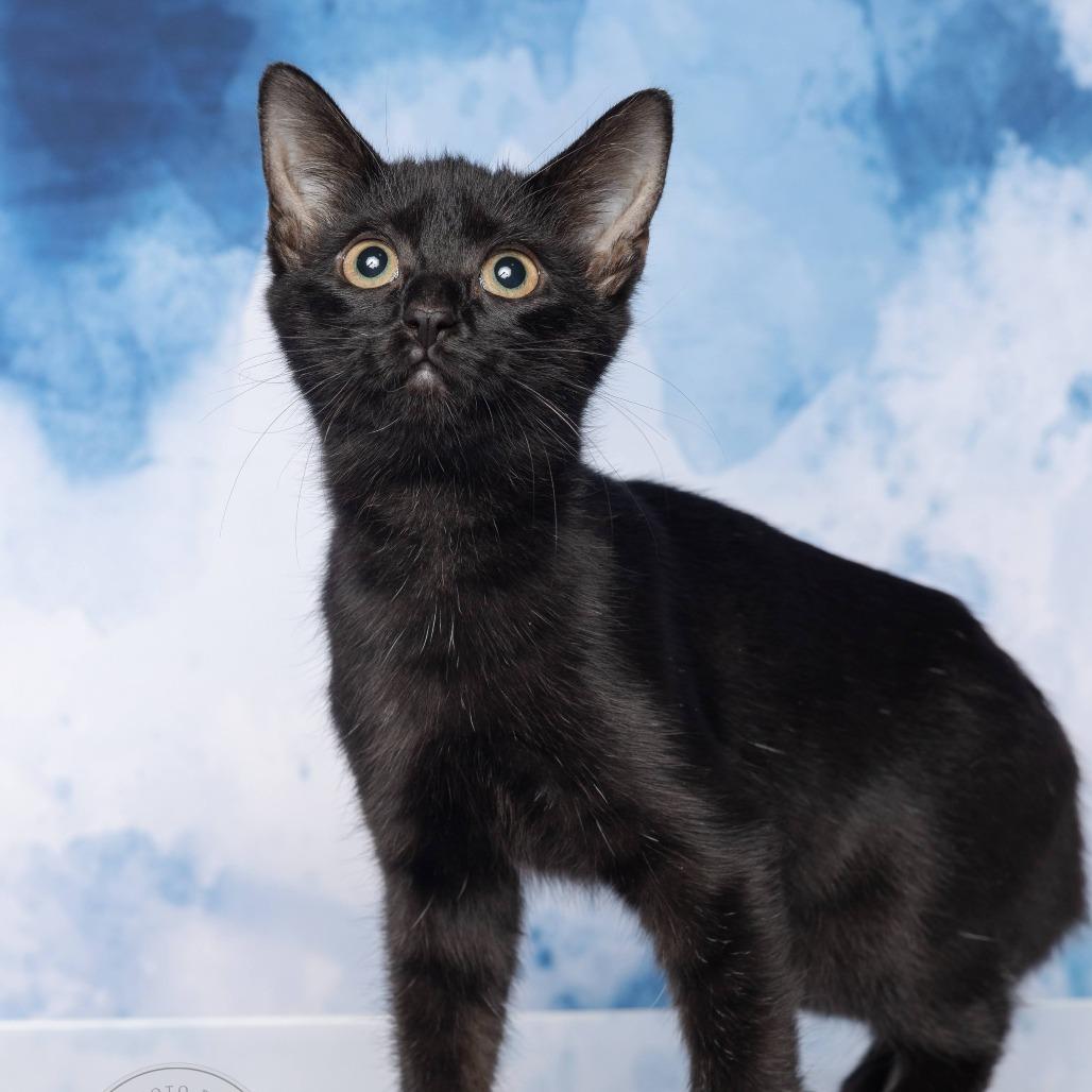 Enlarge Kiki, a Adoptable Domestic Short Hair in Tuscaloosa, AL image 1/2