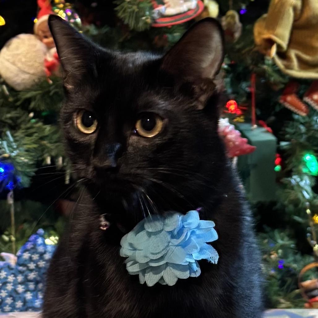 Enlarge Kiki, a Adoptable Domestic Short Hair in Tuscaloosa, AL image 2/2