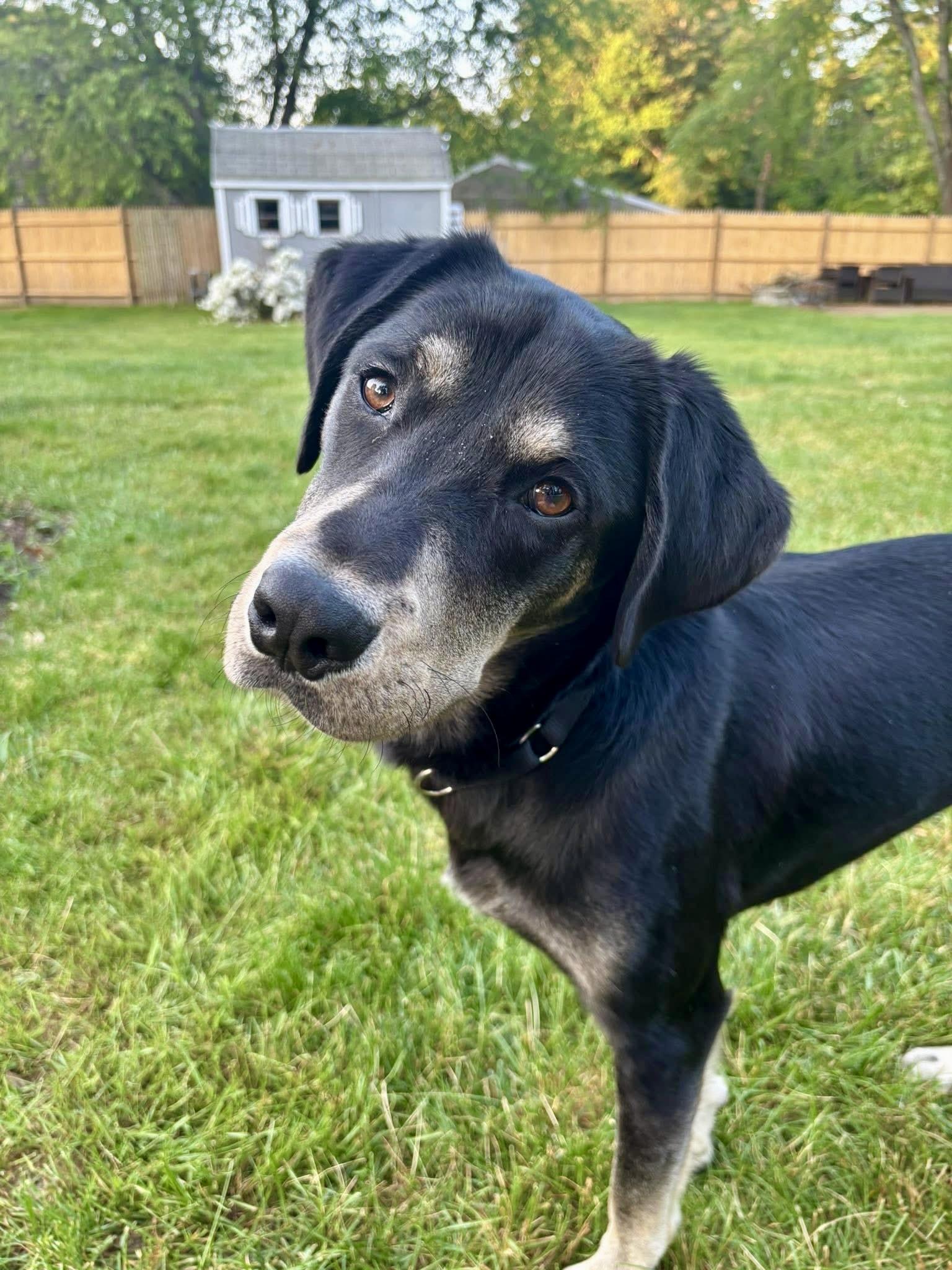 Spartan, Young Male Shepherd