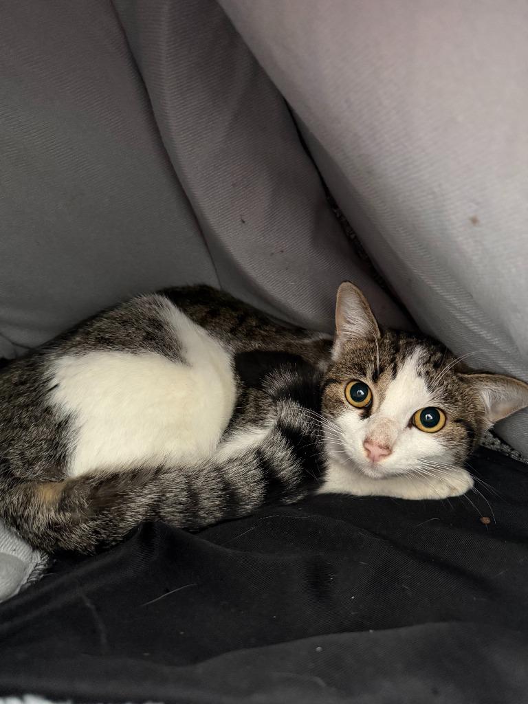 Fitz, Adoptable, Young Male Domestic Short Hair.