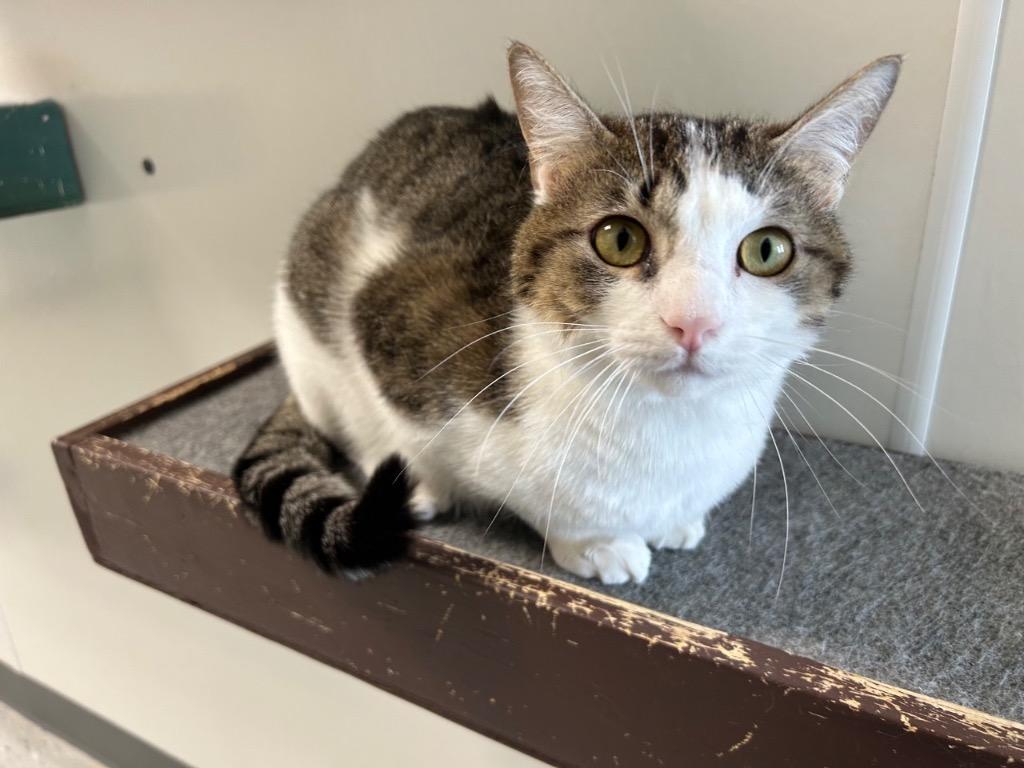Enlarge Fitz, a Adoptable mixed breed in Brookings, OR image 1/1