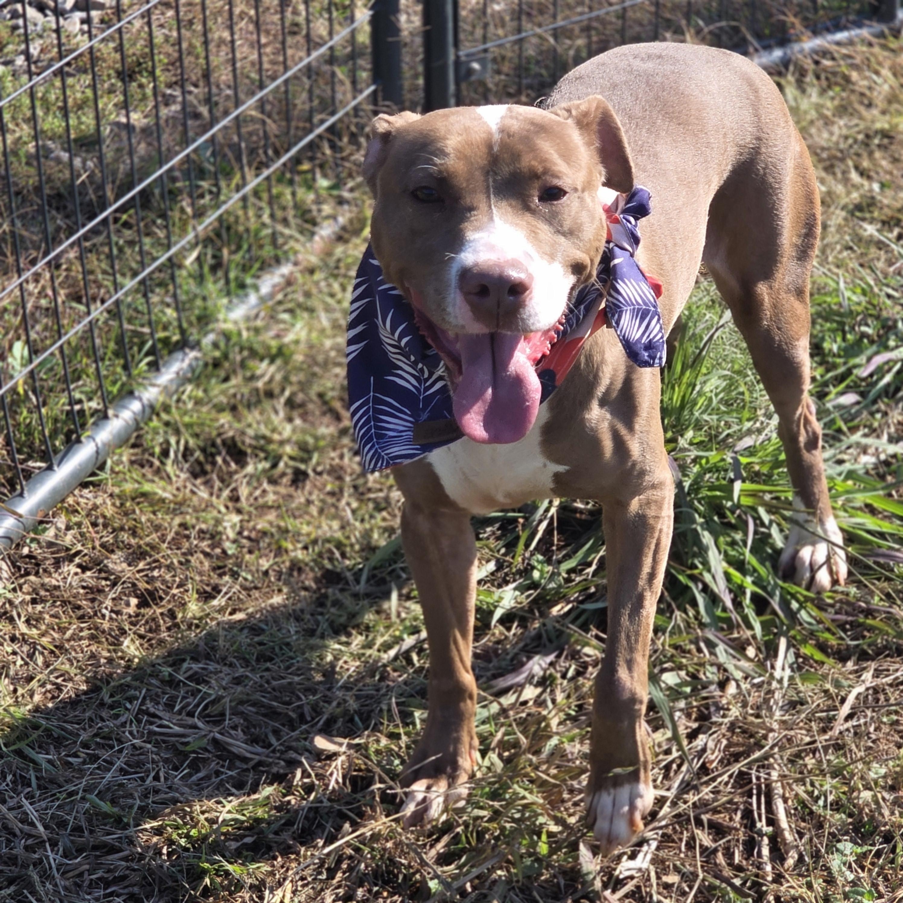 Enlarge Donut, a Adoptable mixed breed in PHILADELPHIA, TN image 2/2