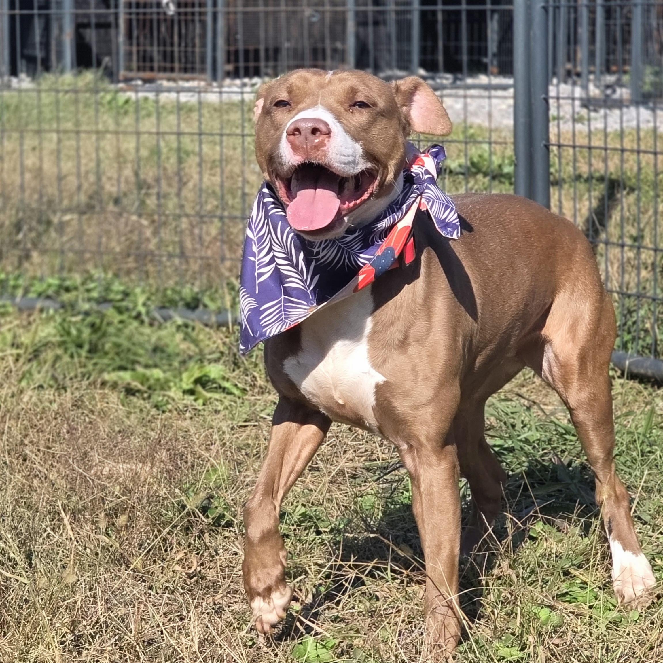 Donut, Adoptable, Young Female American Staffordshire Terrier.