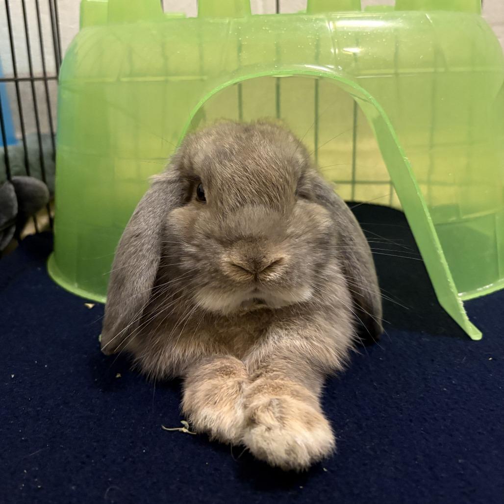 Dawn, Adoptable, Young Male Mini Lop.