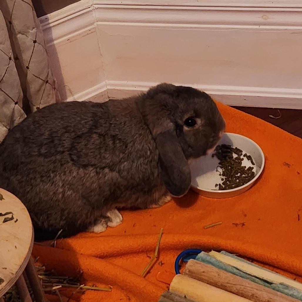 Enlarge Dawn, a Adoptable Mini Lop in South Burlington, VT image 3/6