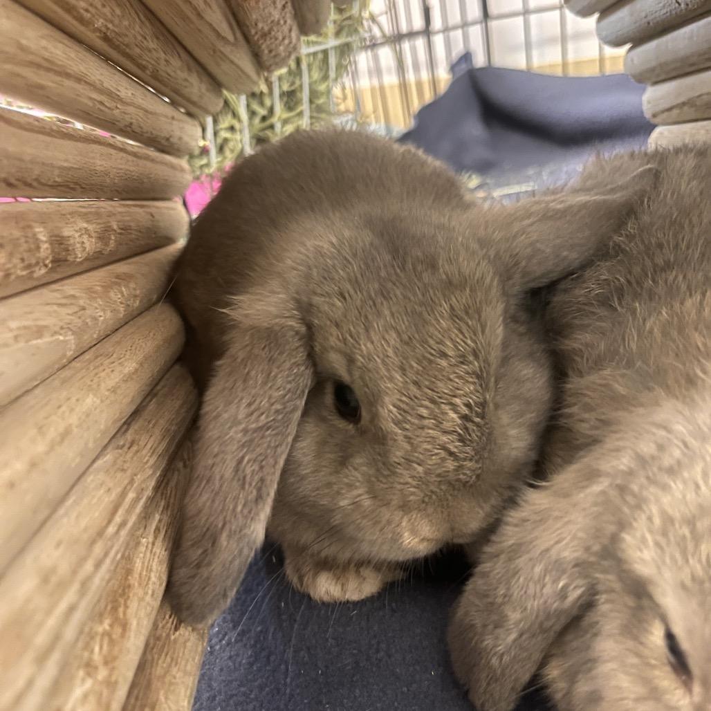 Enlarge Dawn, a Adoptable Mini Lop in South Burlington, VT image 4/6