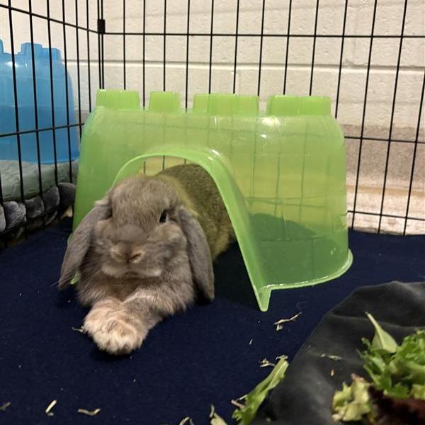 Enlarge Dawn, a Adoptable Mini Lop in South Burlington, VT image 5/6
