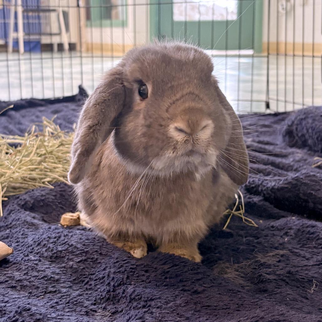Enlarge Dawn, a Adoptable Mini Lop in South Burlington, VT image 6/6