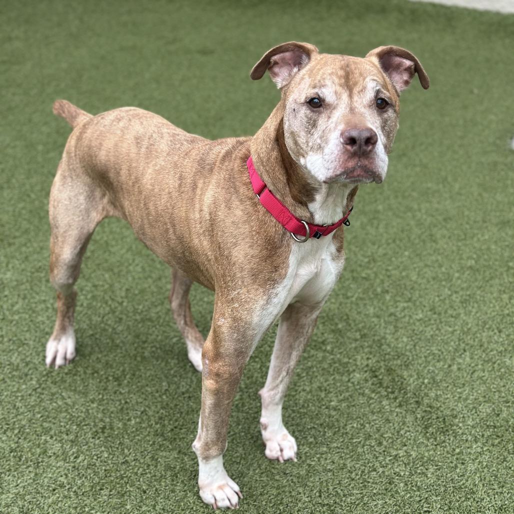 Enlarge Copper, a Adoptable mixed breed in Titusville, FL image 2/4