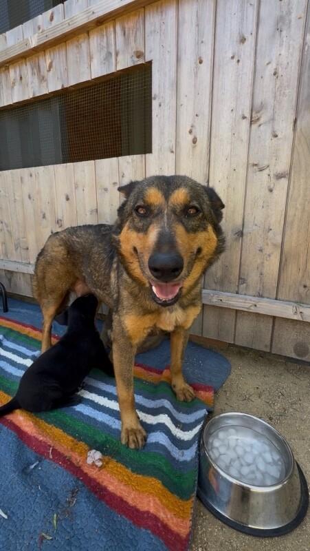 Shayla, Adoptable, Adult Female German Shepherd Dog & Mixed Breed.