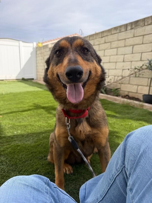 Shayla, a Adoptable mixed breed in Van Nuys, CA image 2/6
