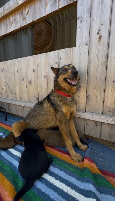 Shayla, a Adoptable mixed breed in Van Nuys, CA image 3/6