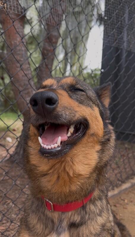 Shayla, a Adoptable mixed breed in Van Nuys, CA image 4/6
