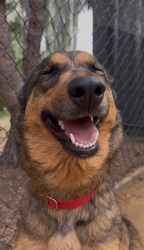 Shayla, a Adoptable mixed breed in Van Nuys, CA image 6/6