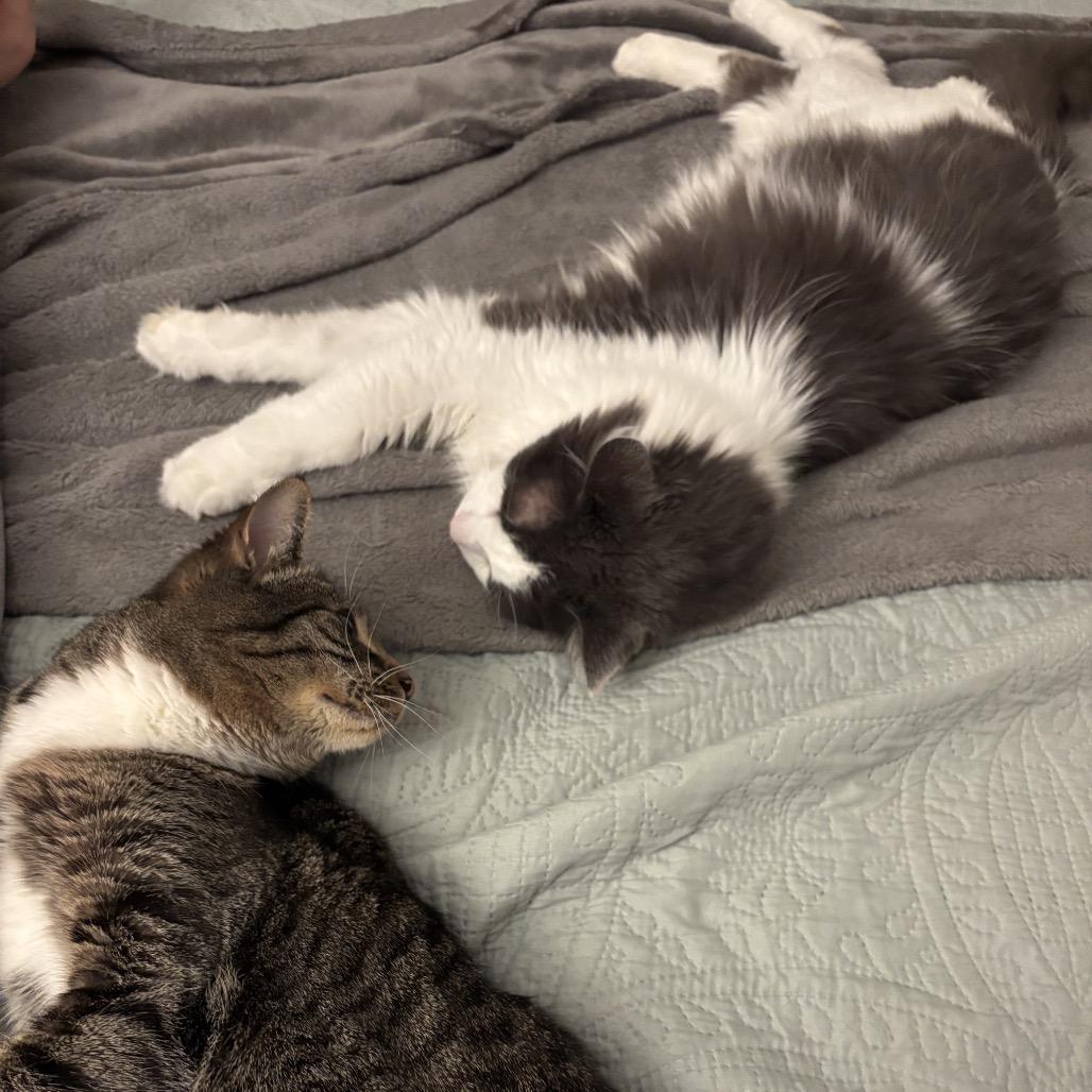 Tiberius, Adoptable, Adult Male Domestic Long Hair.