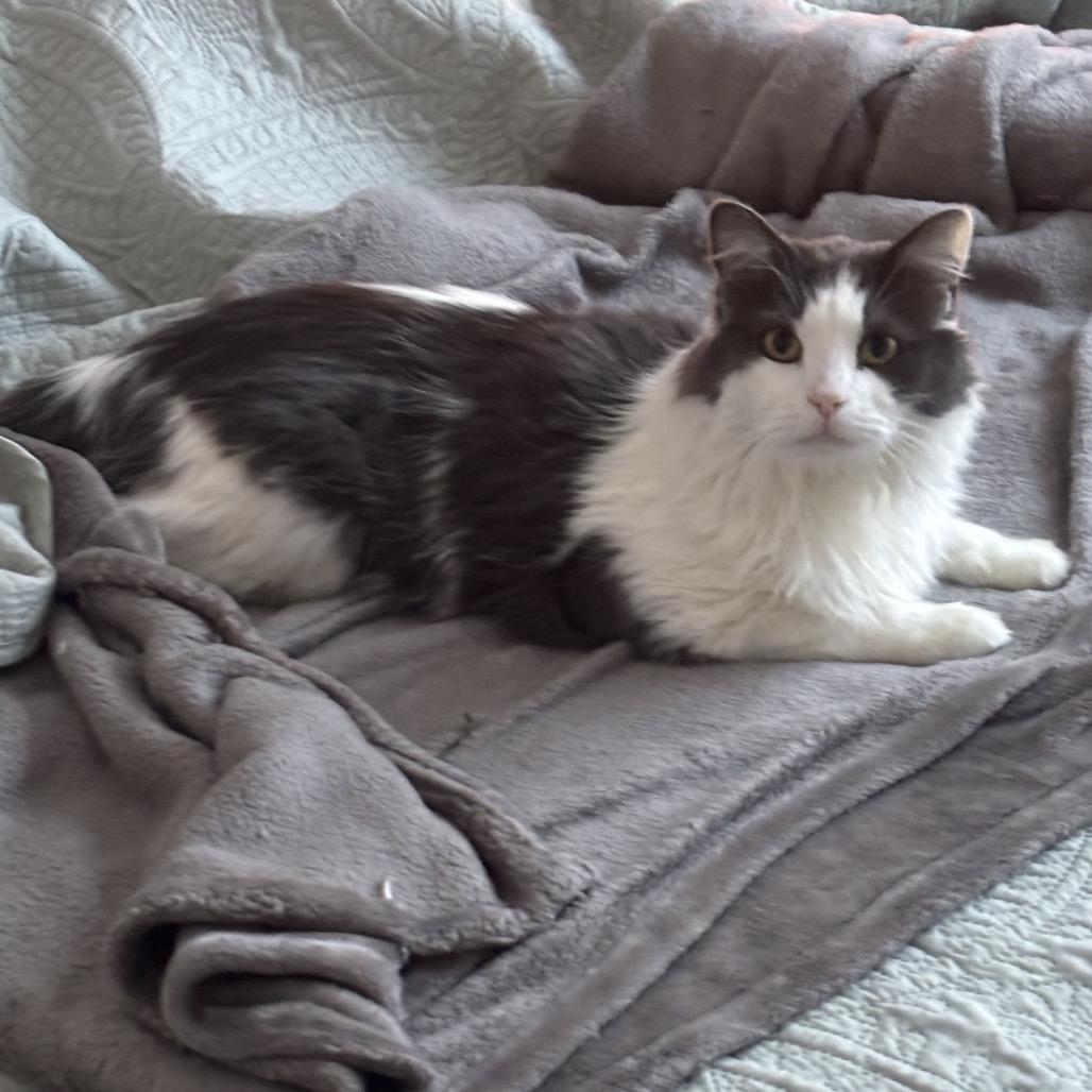 Enlarge Tiberius, a Adoptable Domestic Long Hair in Kenai, AK image 2/3