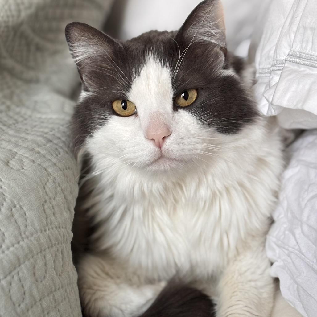 Enlarge Tiberius, a Adoptable Domestic Long Hair in Kenai, AK image 3/6