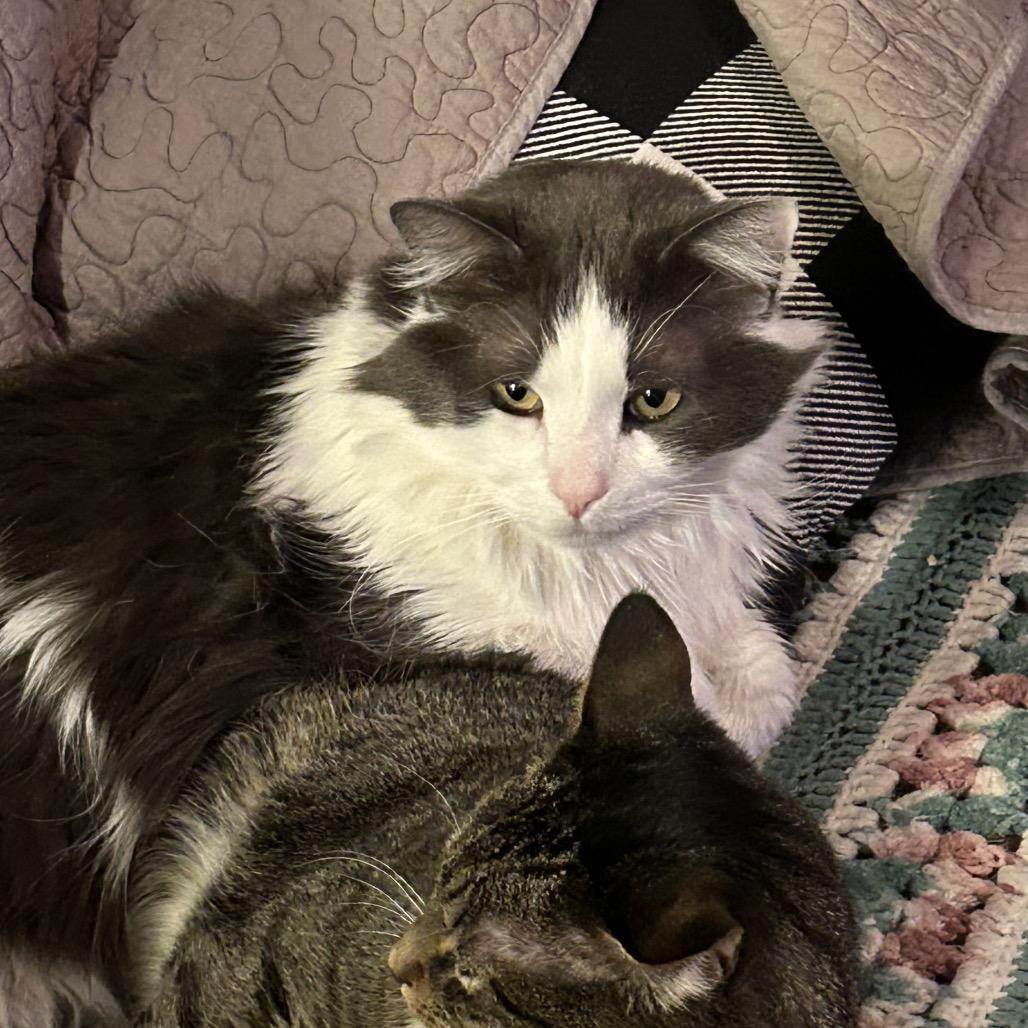 Enlarge Tiberius, a Adoptable Domestic Long Hair in Kenai, AK image 5/6