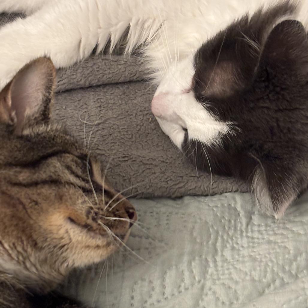 Enlarge Tiberius, a Adoptable Domestic Long Hair in Kenai, AK image 3/3