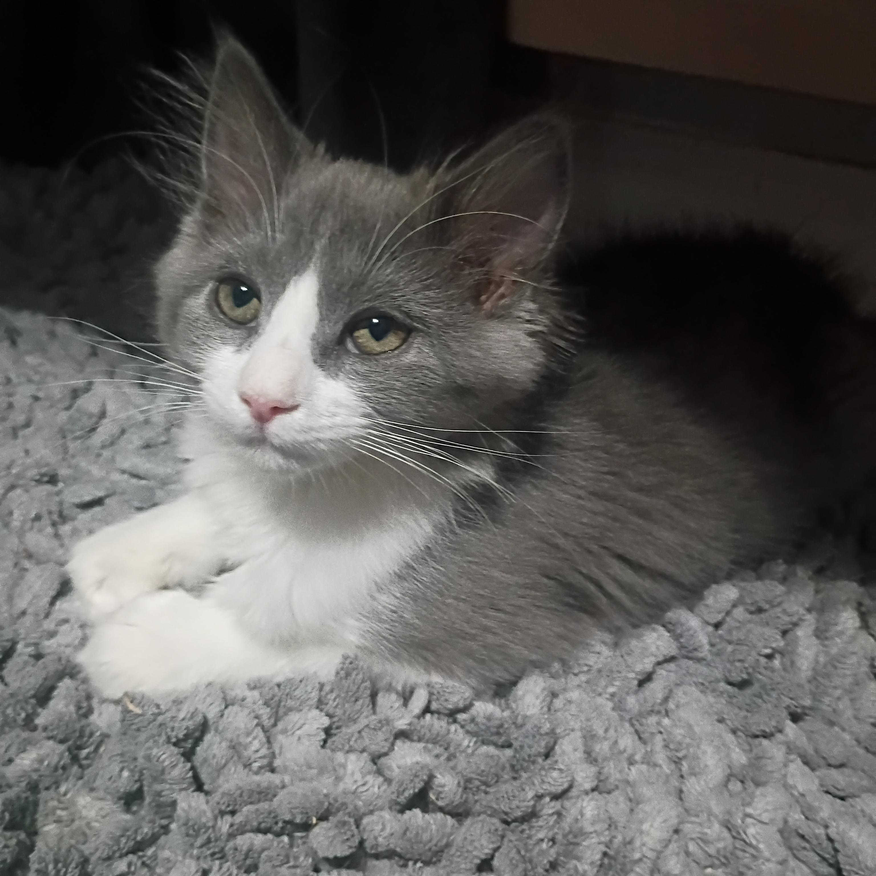 Cheesecake, an adopted Domestic Long Hair in Pocatello, ID image 2/3