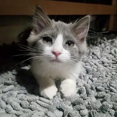 Cheesecake, adopted, Kitten Female Domestic Long Hair.