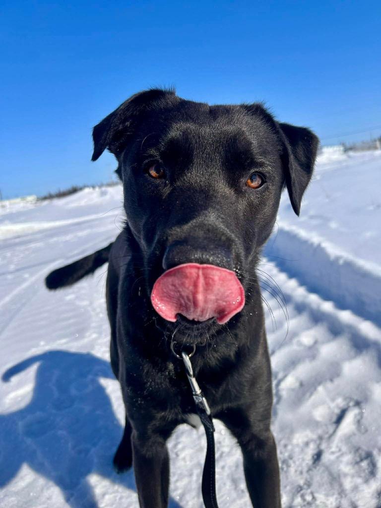 Enlarge Qimmiq, a Adoptable Labrador Retriever in Yellowknife, NT image 1/4