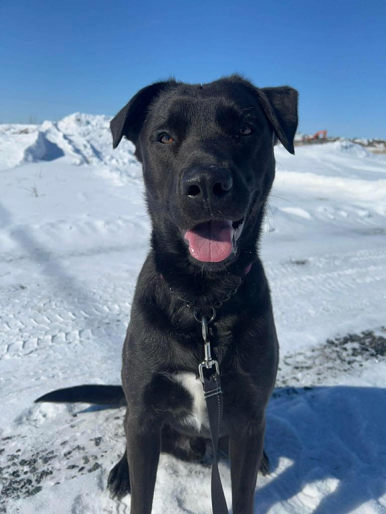 Enlarge Qimmiq, a Adoptable Labrador Retriever in Yellowknife, NT image 2/4