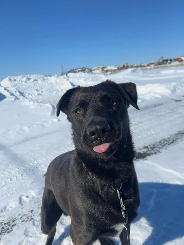 Enlarge Qimmiq, a Adoptable Labrador Retriever in Yellowknife, NT image 3/4