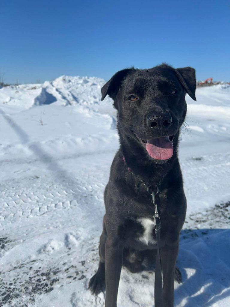 Enlarge Qimmiq, a Adoptable Labrador Retriever in Yellowknife, NT image 4/4