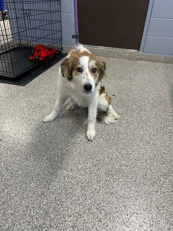 Holly, Adoptable, Young Female Great Pyrenees & Mixed Breed.