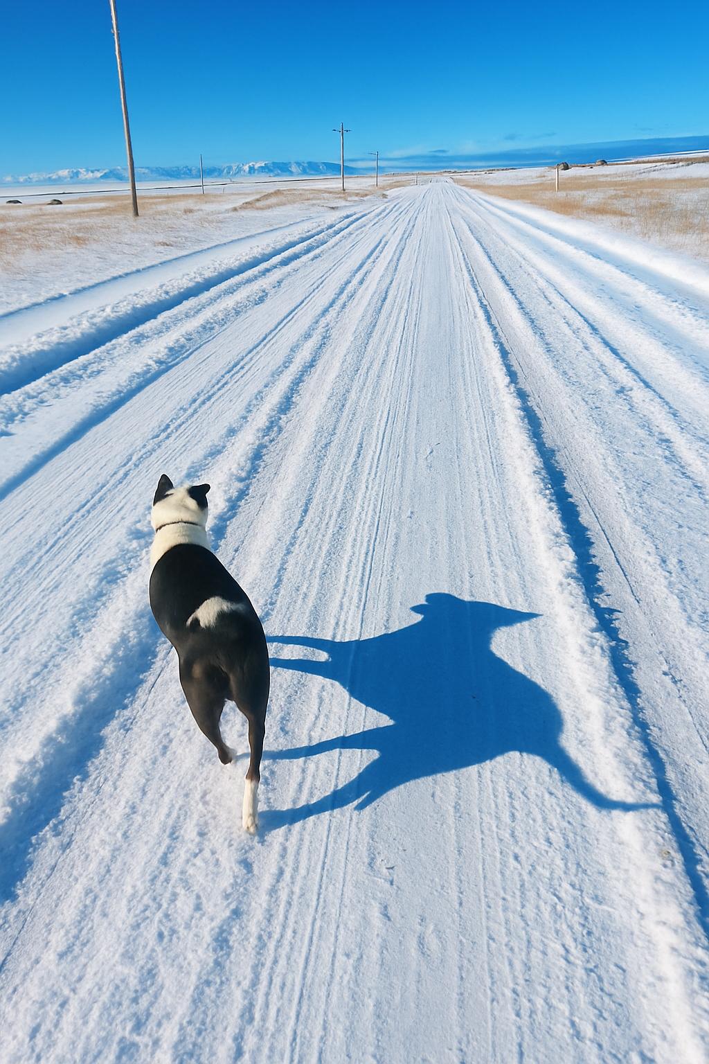 Orbit, a Adoptable mixed breed in Laramie, WY image 1/3