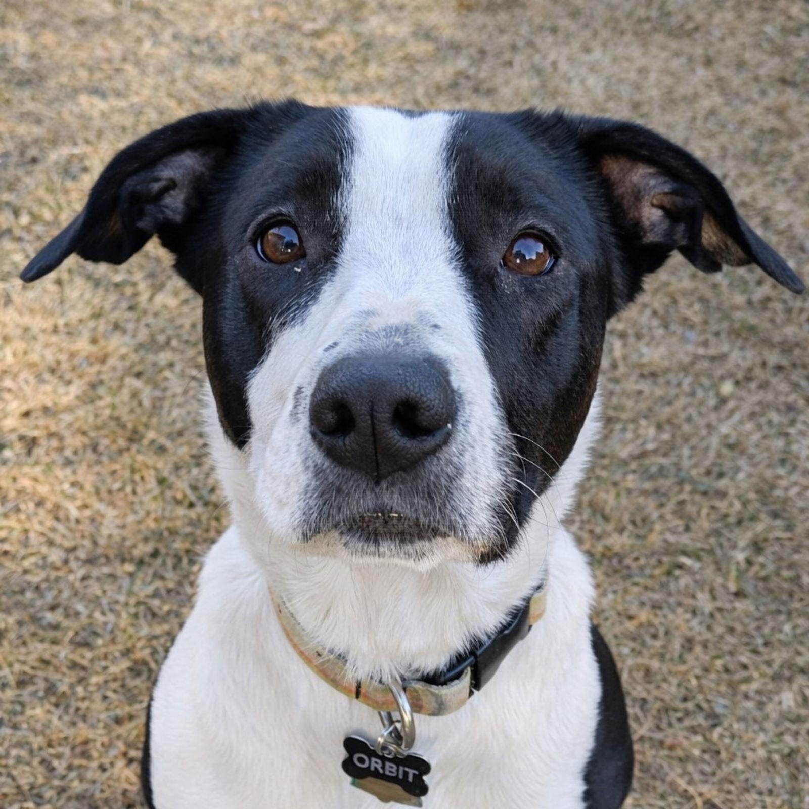 Orbit, Adoptable, Adult Female Border Collie & Pit Bull Terrier.