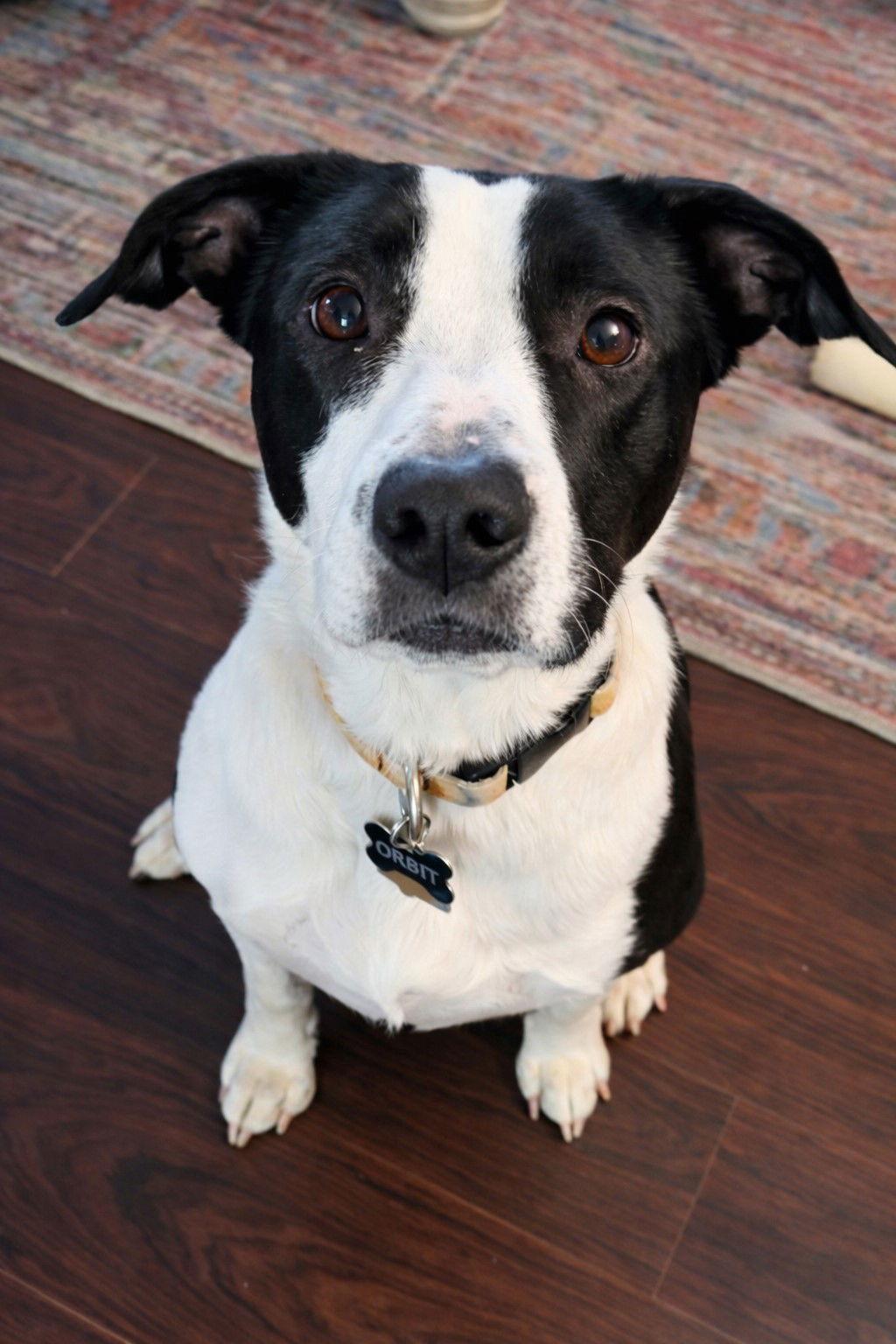 Enlarge Orbit, a Adoptable mixed breed in Laramie, WY image 2/3