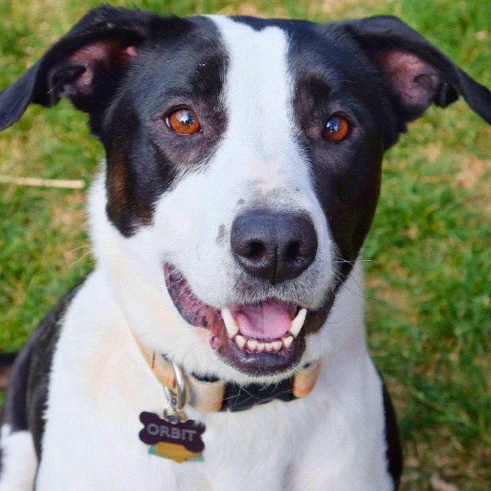 Orbit, a Adoptable mixed breed in Laramie, WY image 1/3