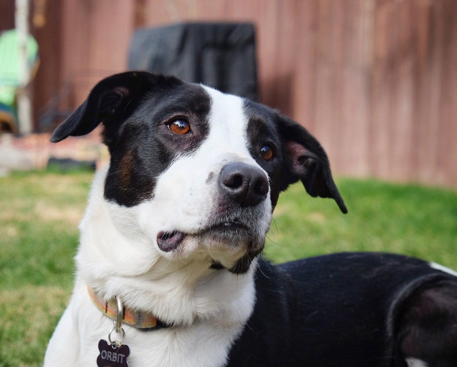 Orbit, Adoptable, Adult Female Border Collie & Pit Bull Terrier.
