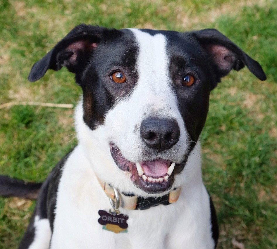 Enlarge Orbit, a Adoptable mixed breed in Laramie, WY image 2/3