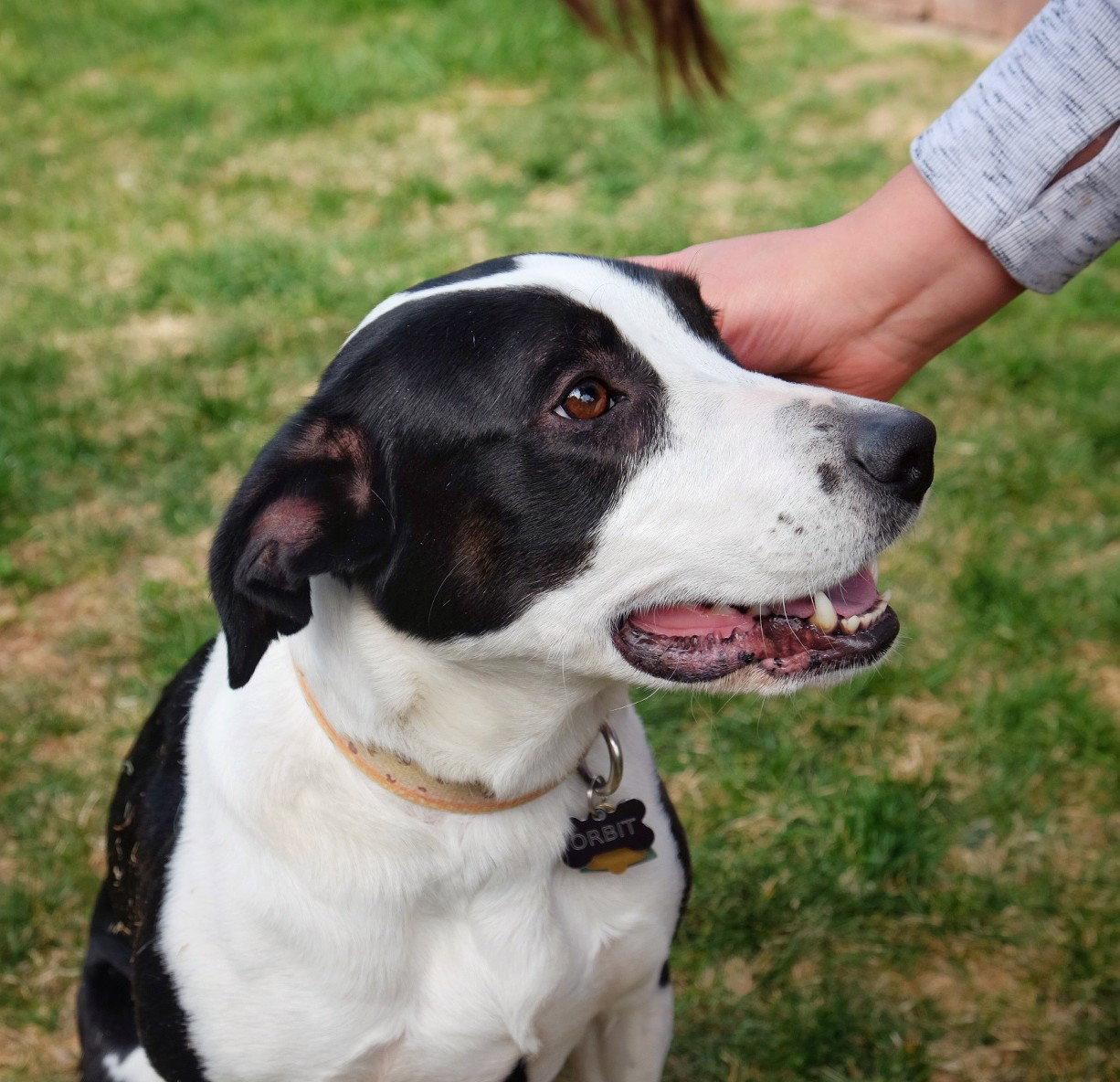 Enlarge Orbit, a Adoptable mixed breed in Laramie, WY image 3/3