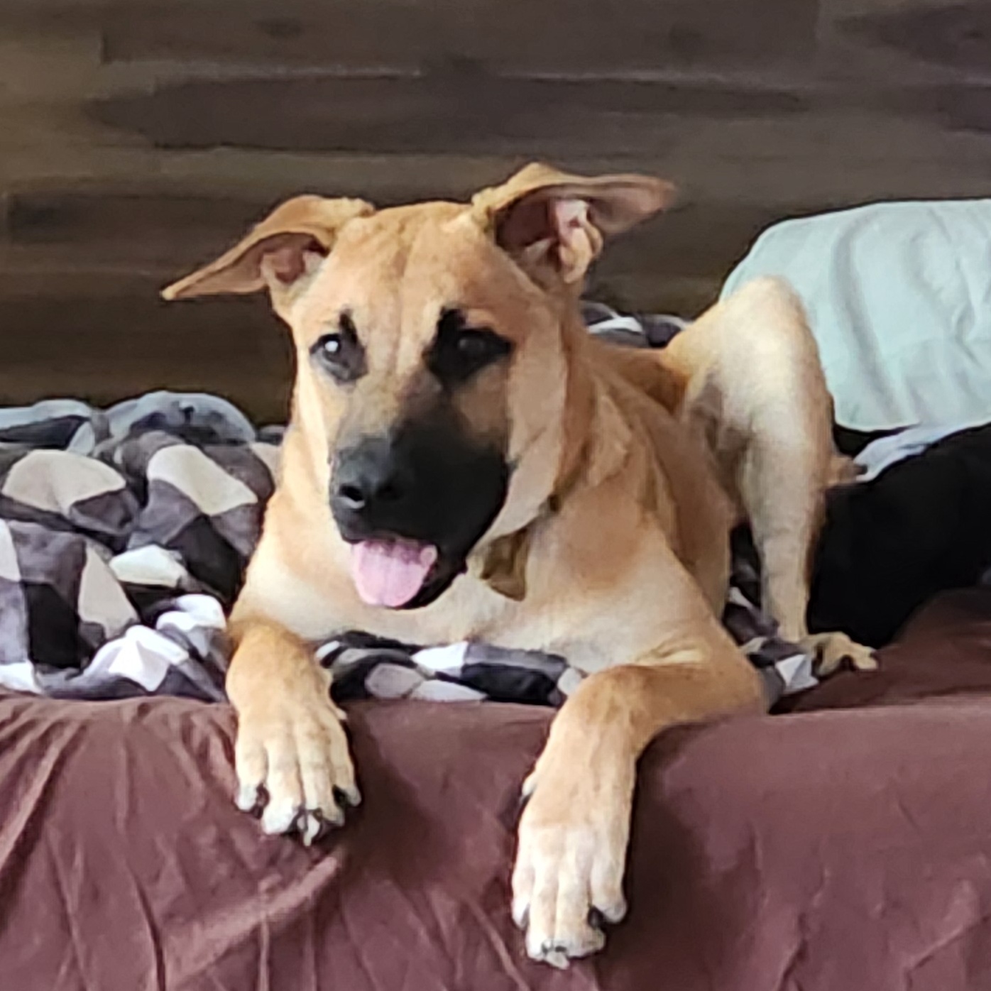 Niko, a Adoptable German Shepherd Dog in Santa Clara, CA image 2/3