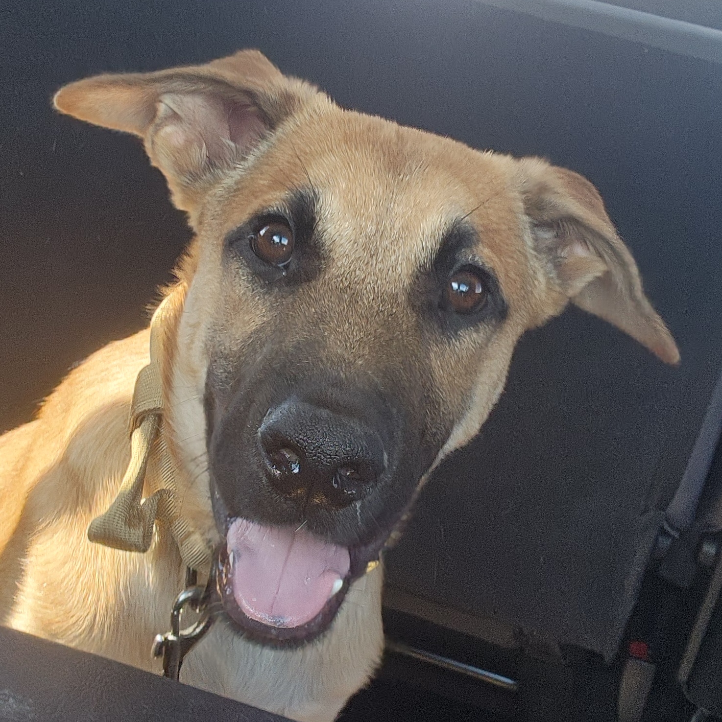 Niko, a Adoptable German Shepherd Dog in Santa Clara, CA image 1/3