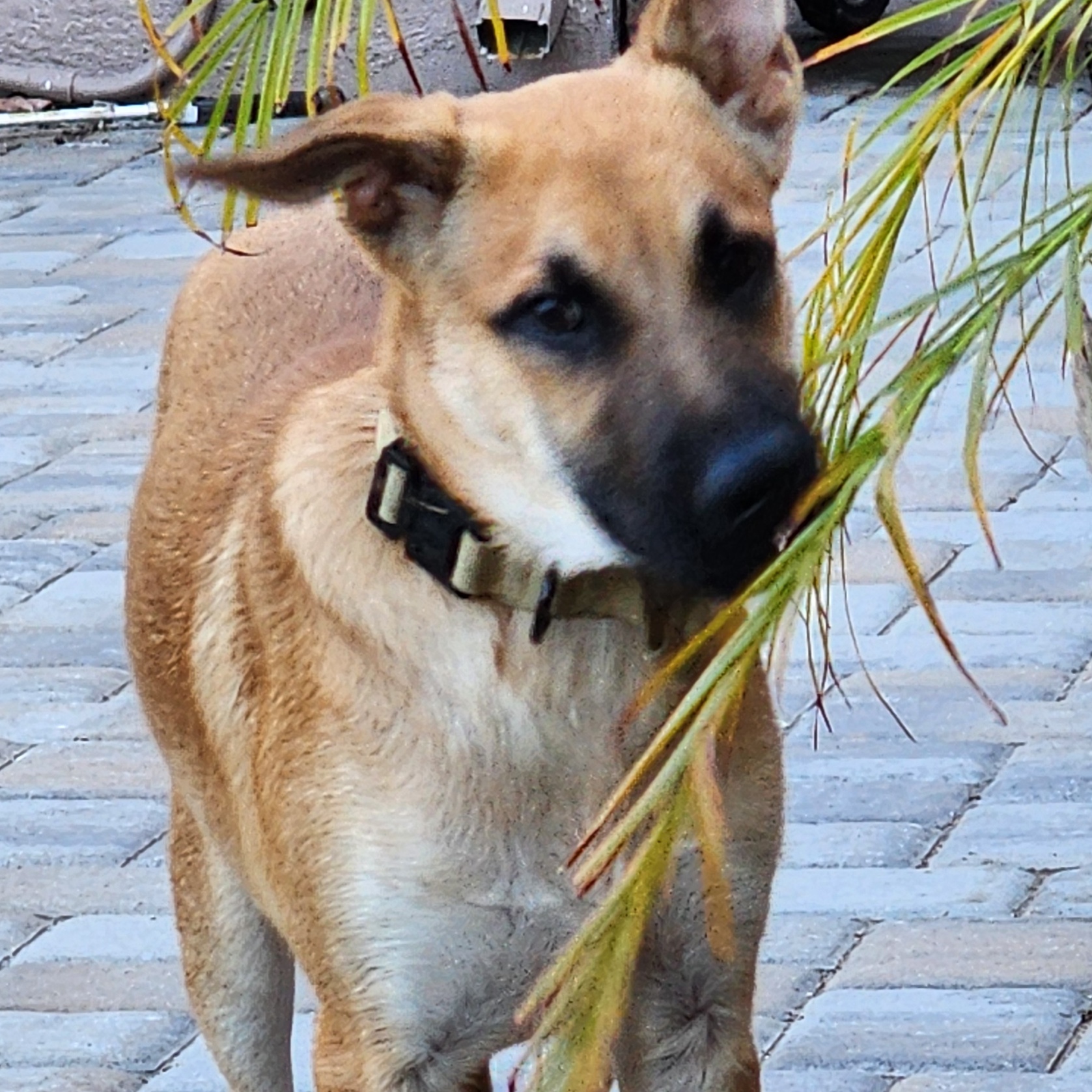 Niko, a Adoptable German Shepherd Dog in Santa Clara, CA image 3/3