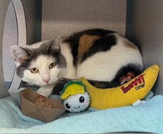 HAZEL, Adoptable, Young Female Domestic Short Hair.